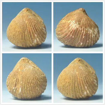 

Natural shell fossils paleontology fossils teaching specimens mineral crystal stone ornamental stone