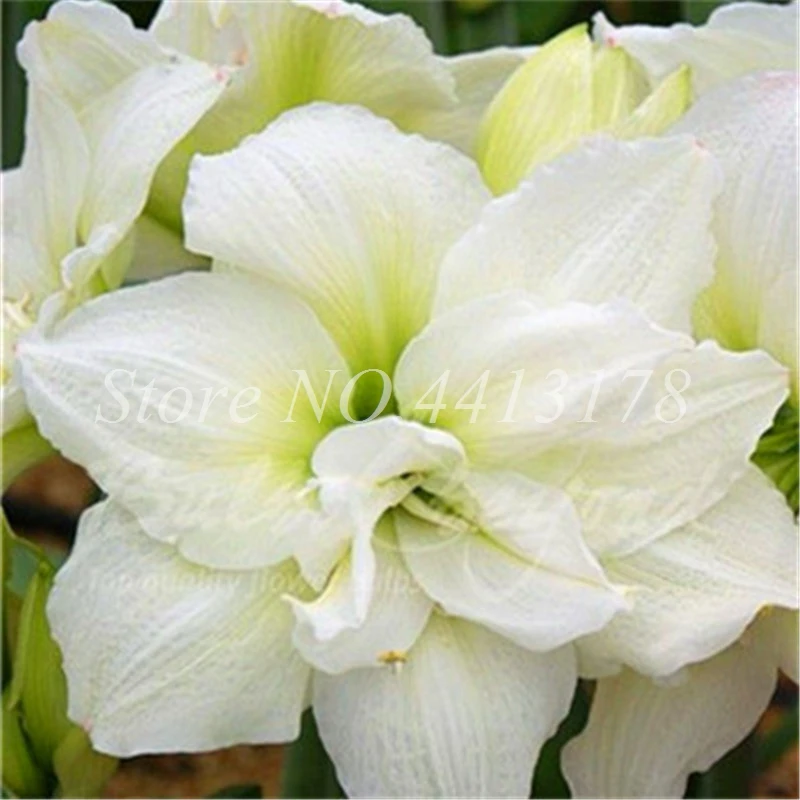 Hot Amaryllis Bonsai 100 Pcs Chinese Cheap Flower Bonsai Plants Hippeastrum Flower Plant Pots Flower Garden Balcony Easy Grow Hot Amaryllis Bonsai 100 Pcs Chinese Cheap Flower Bonsai Plants Hippeastrum Flower Plant Pots Flower Garden Balcony Easy Grow