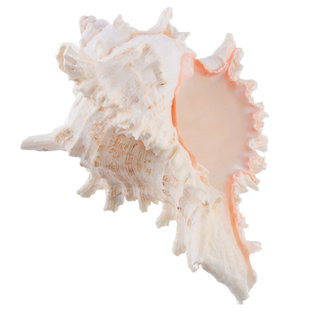 1pc New Large Queen Nautical Shells Conch Natural Seashell Beach As Craft Ornaments Home Decoration Home Furnishings