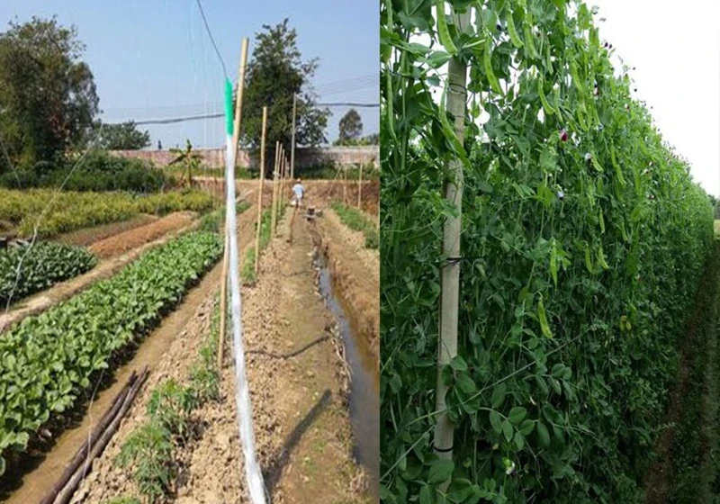 1pc Mesh24*24cm 3Strands Fruits Plants Climbing Net Supports Garden Green Beans Snow Bean Vines Flower Grow Holder Brackets