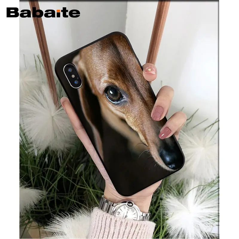 Dachshund dog