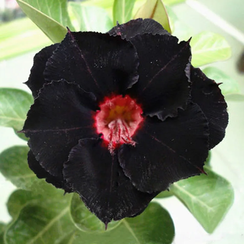 100% True Unique Black Desert Rose Plant Flower Ornamental Plants Bonsai Balcony Adenium Obesum Home Garden Flowers 1PCS