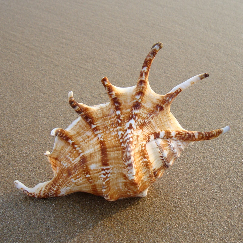 

1PCS 11-13cm Angulyagra Polyzonata Natural Conch Craft Decoration Crafts Natural Crafts Home Decorations Holiday Gift