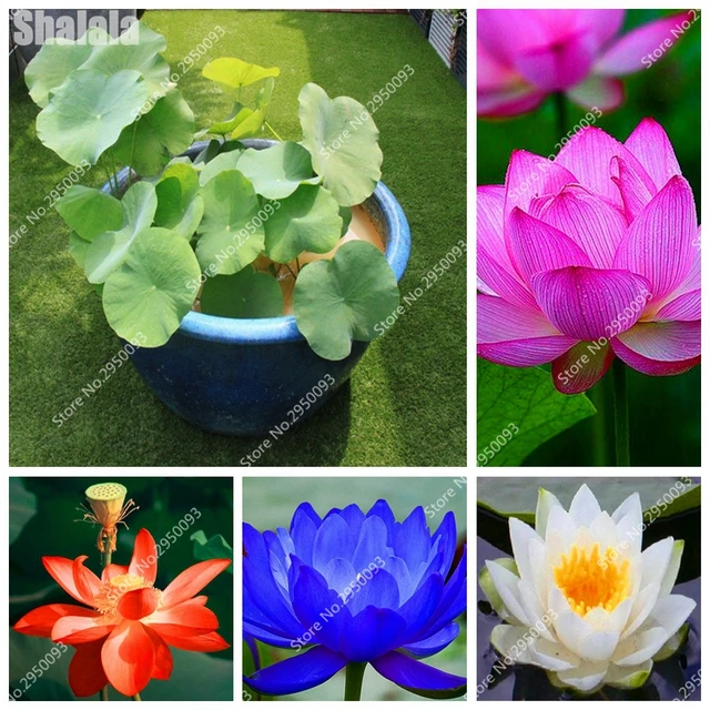 10 pcs bag blooming