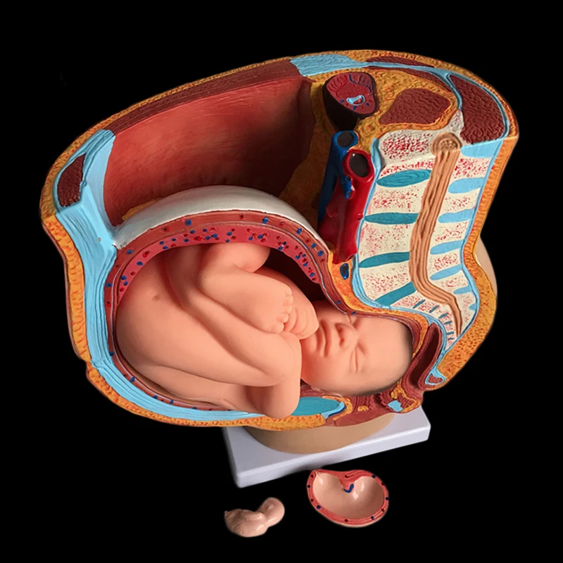Акушерство обучающая модель эмбрион развитие беременность 9 месяцев женский таз с девять месяцев модель эмбриона