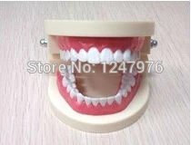 

Dental teaching model teeth model trumpet