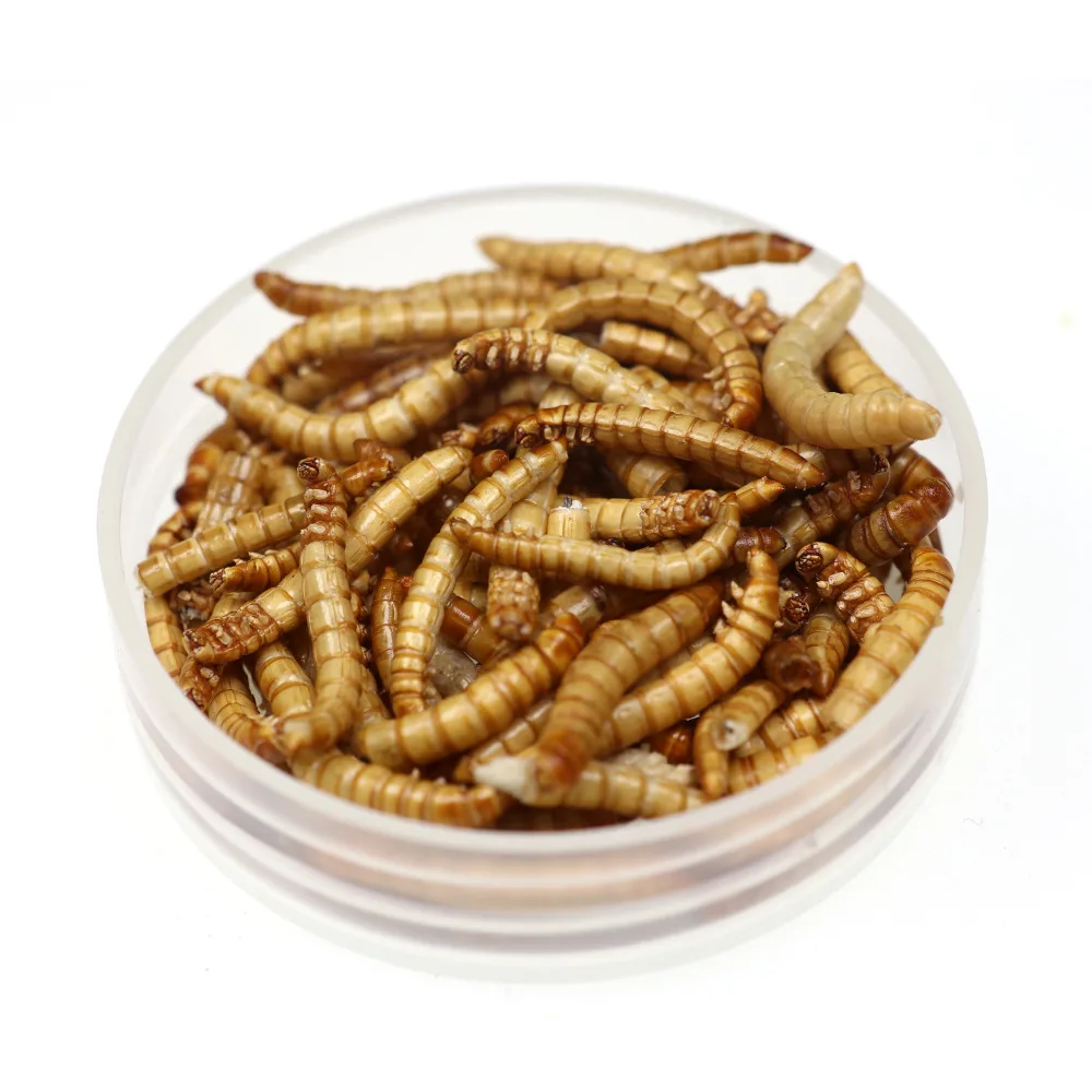 Bimoo 1ボトル鯉釣り餌ドライパンワーム淡水魚昆虫餌ミルワーム Aliexpress Sports Entertainment Bimoo 1ボトル鯉釣り餌ドライパンワーム淡水魚昆虫餌ミルワーム Aliexpress Sports Entertainment