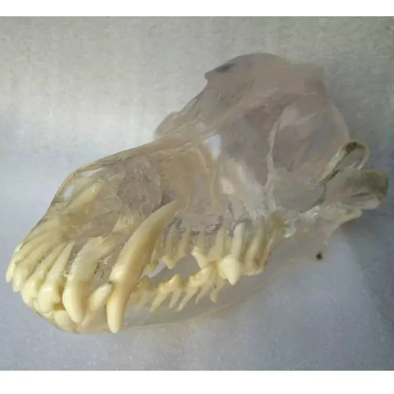 Transparent Resin Stereoscopic Canine Dog Dentition Teeth Model