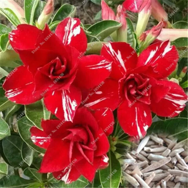 

100% Real Color * Fresh Adenium Obesum semillas - Bonsai Desert Rose Flower Plant semillas sementes ( No. QA032 )