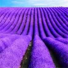 

100 Pcs Italian Lavender Flower Charming Fragrant Flower Potted Planting for Outdoor Home Garden Bonsai Plants