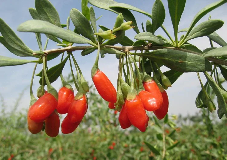 Buy Dried Goji Berry 1kg nespera Organic Wolfberry