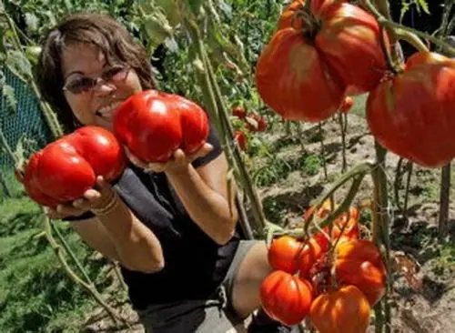 

100PCS High-Quality " GIANT NO.1 " Tomato semillas - bonsai fruit & vegetables plant sementes