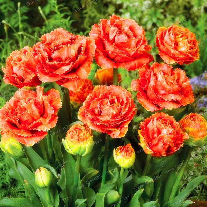 10 Pcs Tulip Bonsai Tulip Flower Beautiful Tulipanes Flower Plant For Garden plants(Not Tulip Bulbs ) Flower Symbolizes Love 10 Pcs Tulip Bonsai Tulip Flower Beautiful Tulipanes Flower Plant For Garden plants(Not Tulip Bulbs ) Flower Symbolizes Love