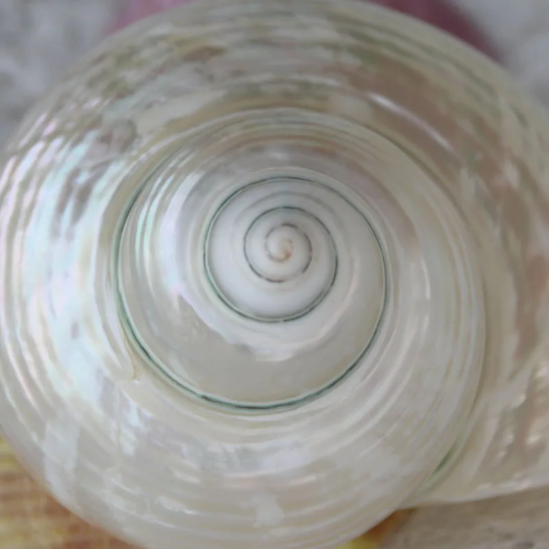 

Free Shipping(1pcs/lot)Big Silver Mouth Turban Natural Shell & Conch Home Decoration Aquarium Landscaping Shell Ornaments