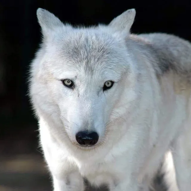 ハロウィンコスプレ白オオカミ ハロウィン コスプレ オオカミ 狼