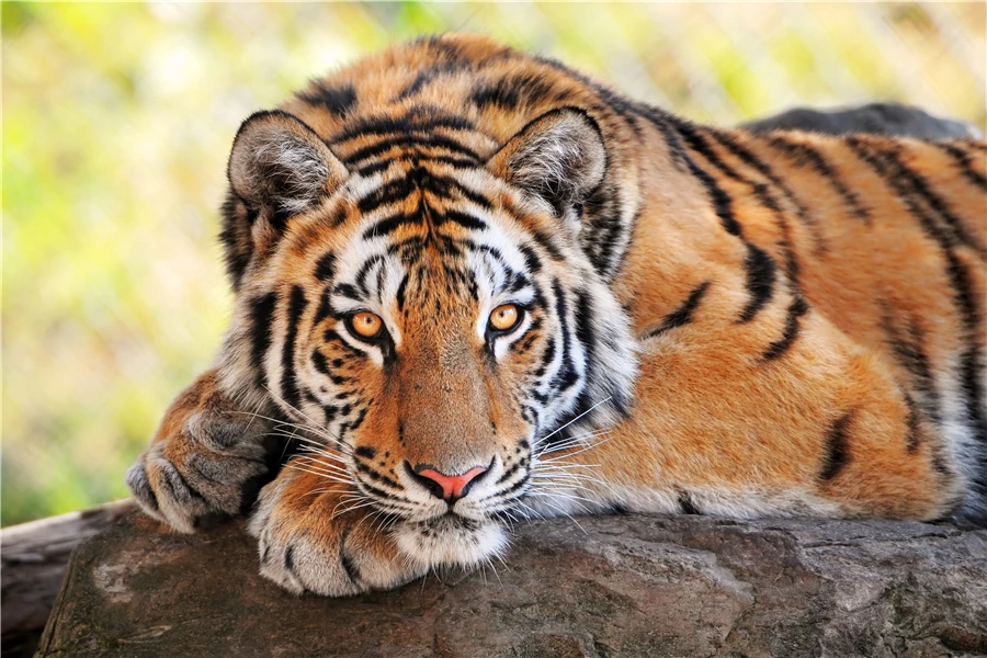 4100 Gambar Wallpaper Harimau Keren Terbaik