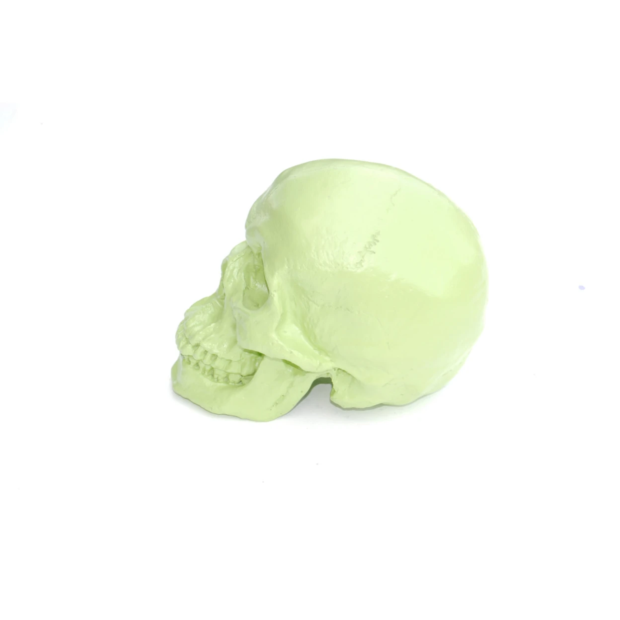 Large - Life Size  Human Anatomy - Faux Apple Green Human Skull - Resin Home Decor - Table Top Skeleton Head  SK32 (3)