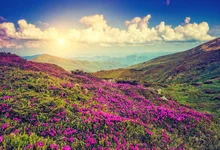 Laeacco Mountain Flowers Blue Sky Clouds Sunset Scenic Photography Backgrounds Customized Photographic Backdrop For Photo Studio wppwdxen photography flowers under the blue sky print art