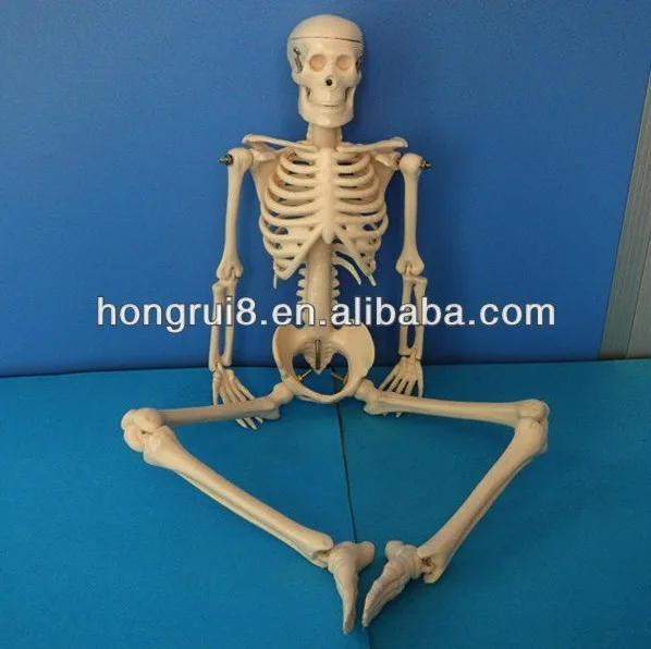 103 skeleton model 1