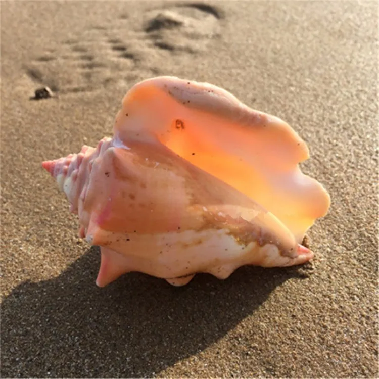 Lobatus gigas1