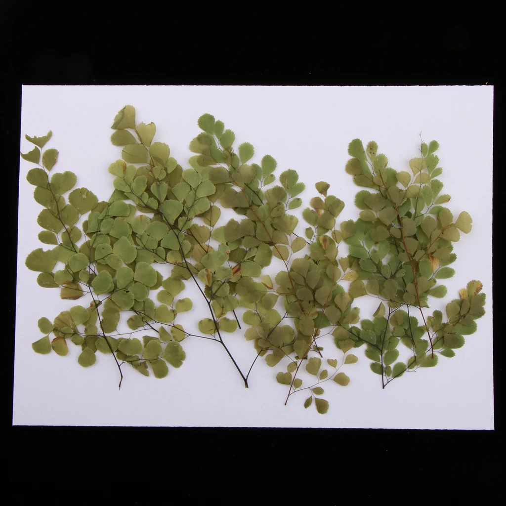10 Pieces Natural Pressed Dried Flower Adiantum for DIY Arts Crafts Scrapbooking card making house decoration Dried Flowers