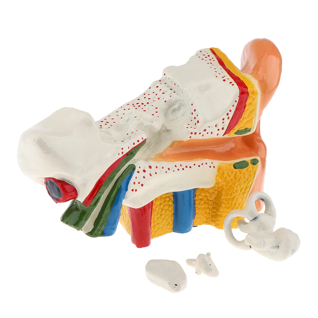 6 Times Enlarged Human Ear Anatomy Model Educational Learning Display Lab Equipment