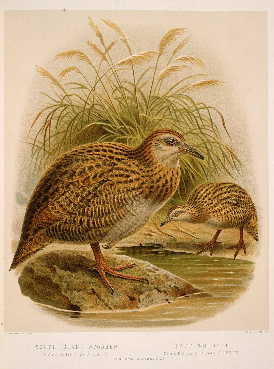 Классический настенный холст для путешествий из новой Zealand серии NZ anative Birds