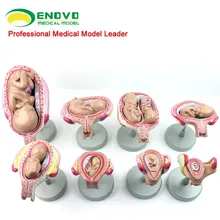 

Human pregnancy embryo development fetus formation process model family planning display supplies