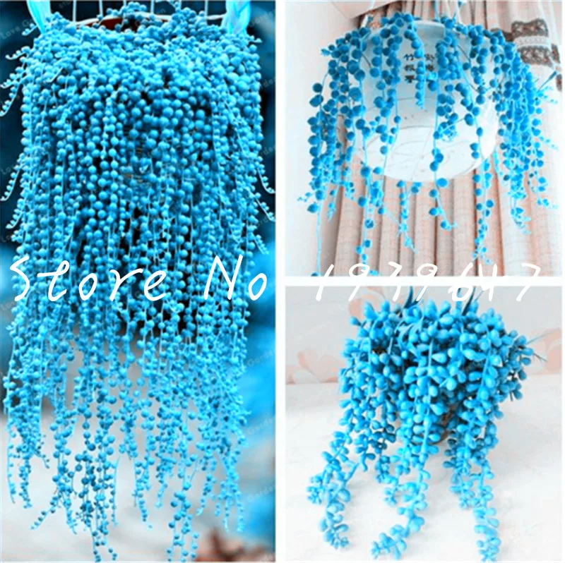 

Big promotion! 100 pcs Pearl Chlorophytum Succulent Plants bonsais Beads Senecio Rowleyanus bonsai Potted Plants Anti Radiation