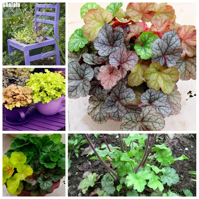 Colorful Heuchera 100 Pcs Bag C Bell Flower Bonsai Plants Colorful Heuchera 100 Pcs Bag C Bell Flower Bonsai Plants Diy Beautiful Green Plant For Home Garden Decor