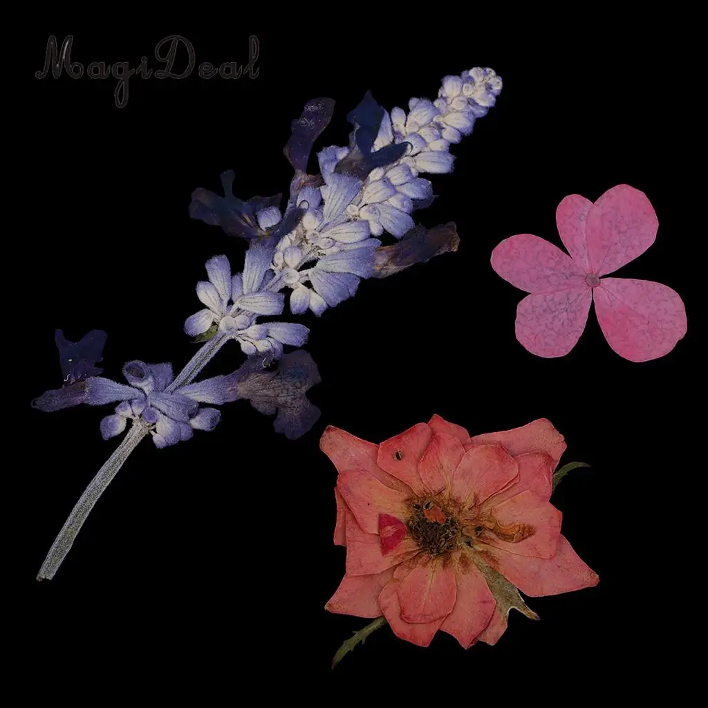 Multiple Beautiful Real Pressed Flower Dried Flowers Press Leaves for Art Craft Scrapbooking Resin Jewelry Phone Case Soap DIY