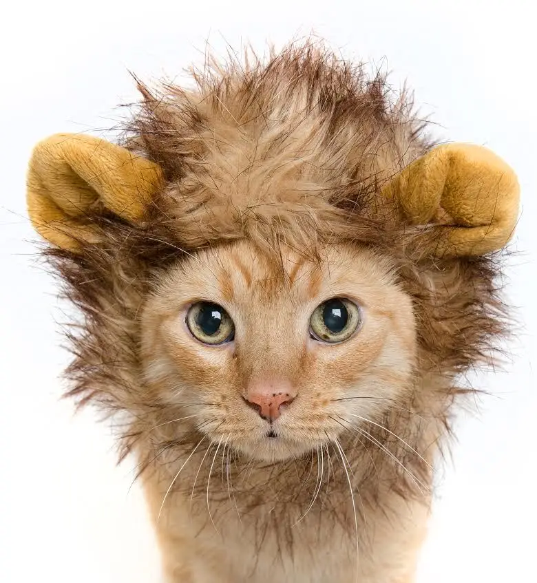 Pet_Krewe_Cat_Wig