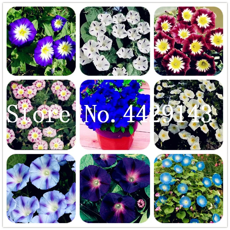 

100 Pcs/Bag Rare Star Petunia Blue bonsai Garden And Patio Potted Plant Morning Glory Flowers bonsai petuniya bonsai