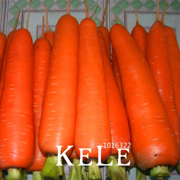 

50 Pieces/bag,Vegetable bonsai Daucus carota, carrot garden, ginseng Wucun Carrot,#ZXVQSG