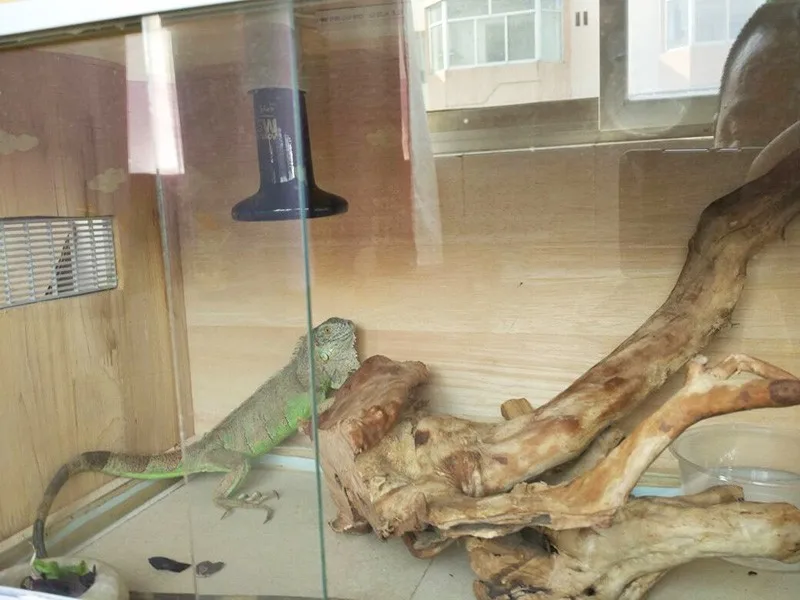 Ceramic Heater Pet Snake Tortoises Lizard Hedgehog Heating equipment Warm Box Attemperator Reptiles Heater (7)