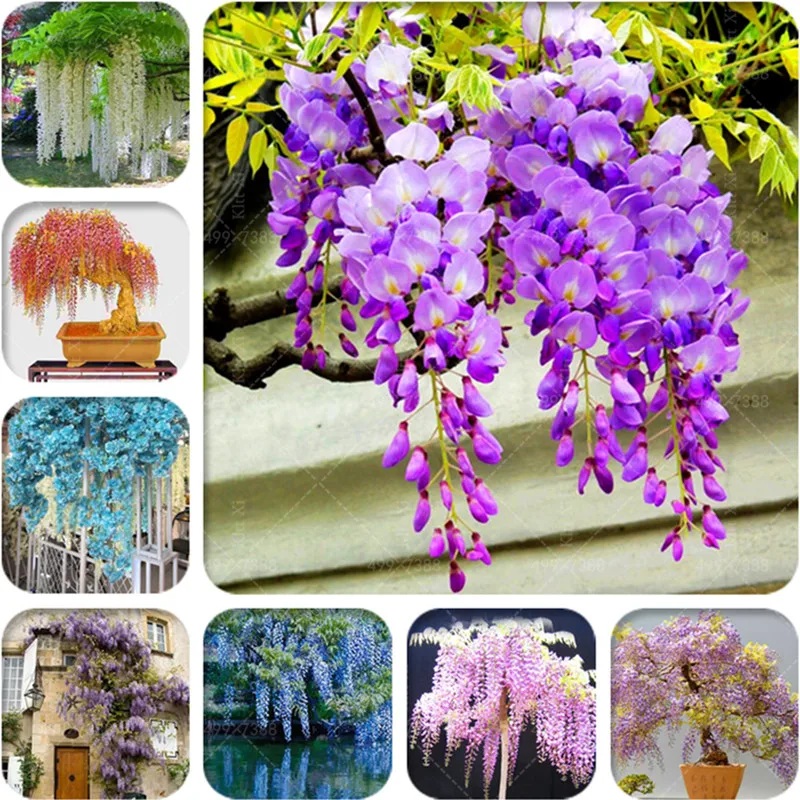 

10 Pcs Rare Wisteria Bonsai Mixed Color Flower Bonsai Wisteria Tree Bonsai Ornamental Plant Beautiful Plant For Home Garden