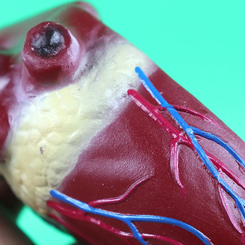 Модель собаки сердце Анатомия собака сердце ветеринар игрушечная собака сердце Анатомия манекен для медицинского обучения анатомические модели