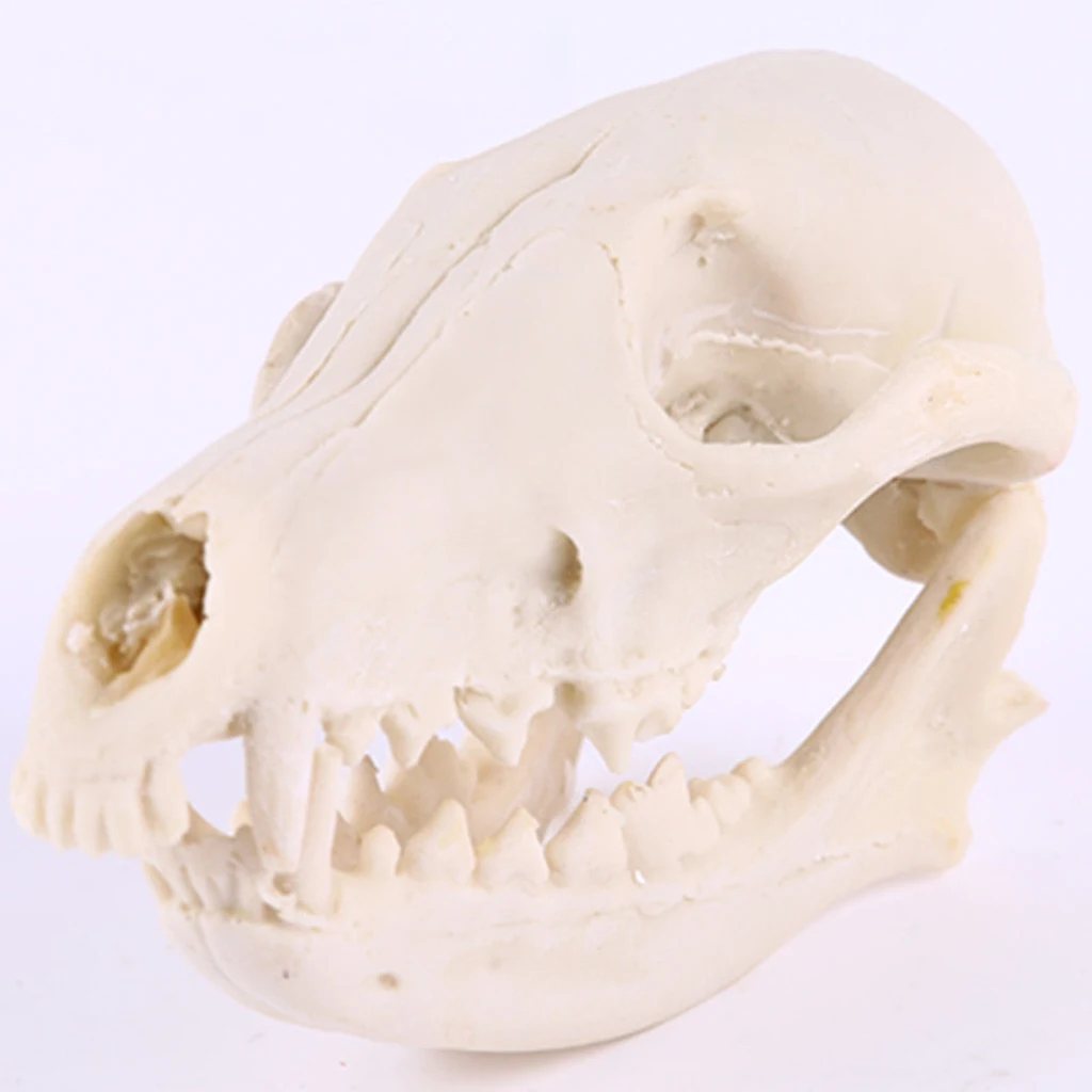 Realistic   Skull Replica Medical Teaching Skeleton Model Collectibles Home Decor