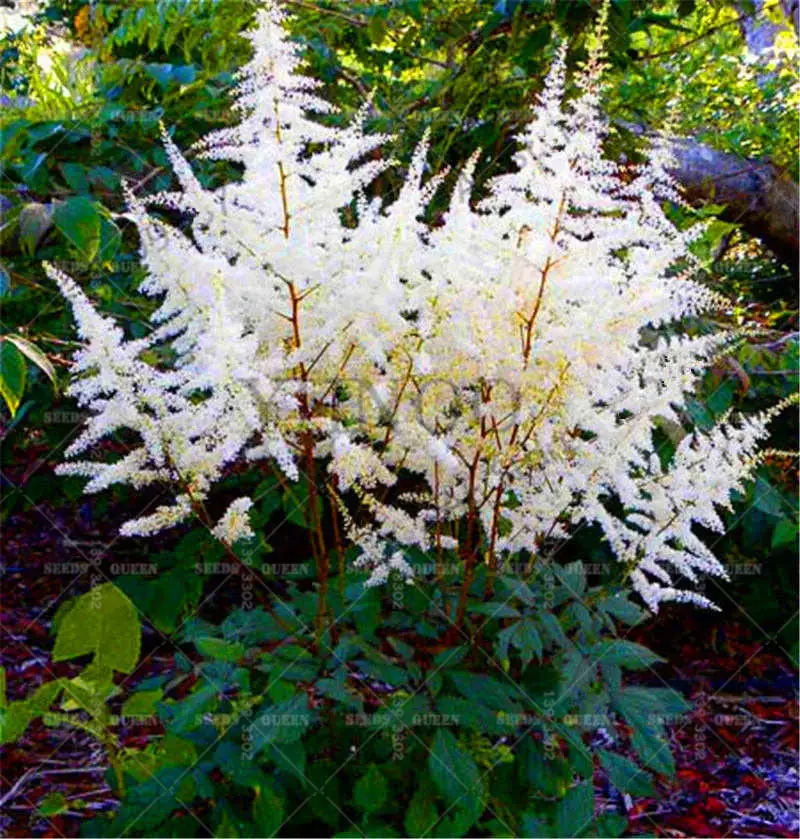 Sale-100-Pcs-pack-astilbe-plant-exotic-beautiful-potted-flower-flores-bonsai-plantas-for-home-garden