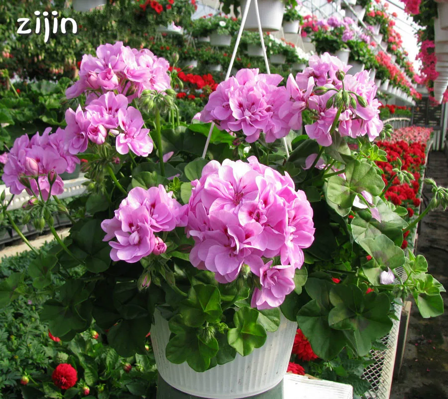 

100Pcs Colorful Bonsai Geranium Flower Rare Variegated Geranium Bonsai Potted Indoor Rooms Home Garden Flower For Bonsai Plant