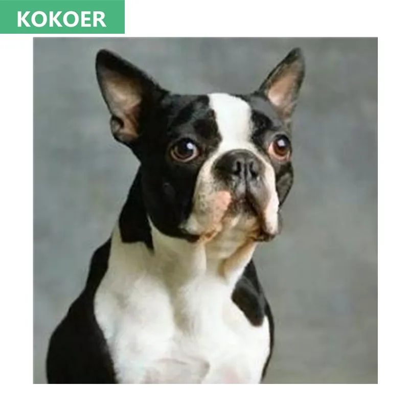 

5D DIY Diamond Painting Boston Terrier dog Resin Square Diamond Needlework Cross Stitch Embroidery Home Decor Painting Craft