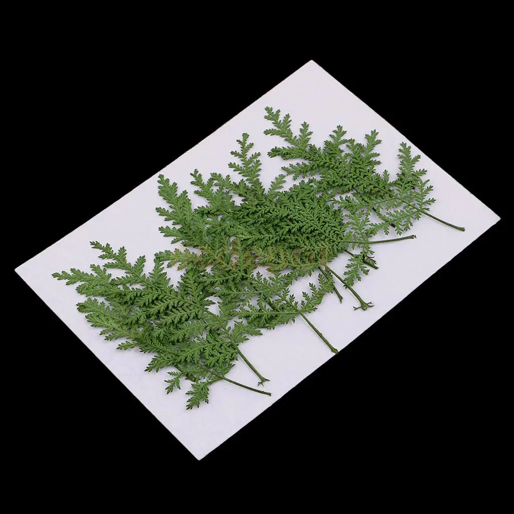 12 PCS Natural Pressed Real Dried Flower Wormwood Leaf for Soap Candle Making Decoration Resin Casting DIY Ornament scrapbooking