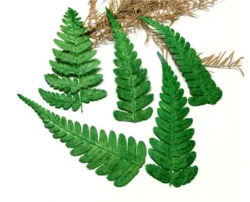 

120pcs Pressed Dried Green Polystichum Flowers Plants Herbarium For Jewelry iPhone Phone Case Frame Making Accessories