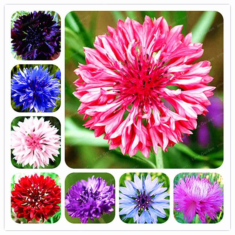 

100 Pcs/Bag Blue Cornflower Centaurea Cyanus Bonsai Balcony Patio Garden Flowers Potted Bonsai Plant Bonsai Big Promotion