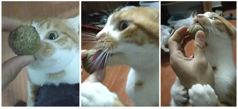 Pet Catnip Cat Treat Ball Home Chasing Toys Menthol Flavor Healthy Products For Cats Kitten Edible Supplies PT5011 (15)