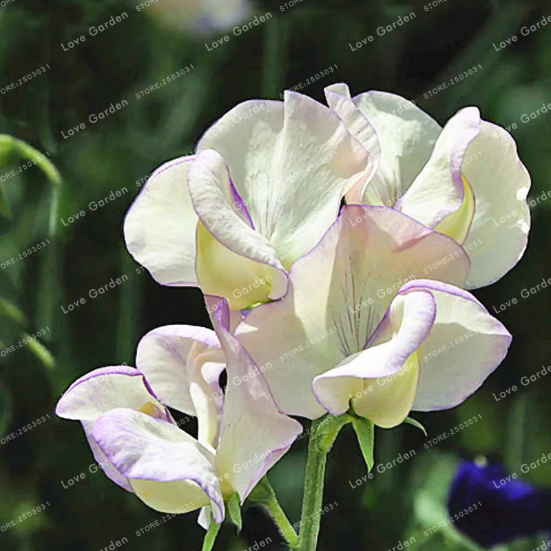 душистый горошек полевой. душистый горошек вьюн. латирус голубой. душистый горошек лемингтон. Lathyrus (sweet pea).