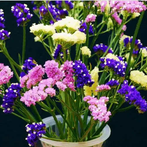 Top quality Flower Seeds Popular Sea Lavender Seed Limonium Sinensis