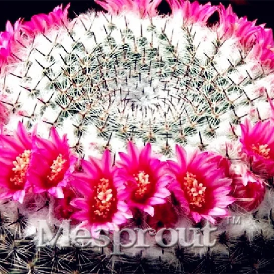 100 pz/pacco grande promozione! rebutia cactus, facile da coltivare ... Vaso per cactus grande
