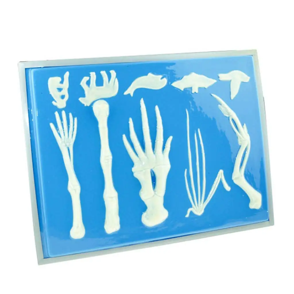 Vertebrate Anterior Limbs Bone Skeleton Model for Biology Learning School Teaching Tool Learning Di - 32974064467