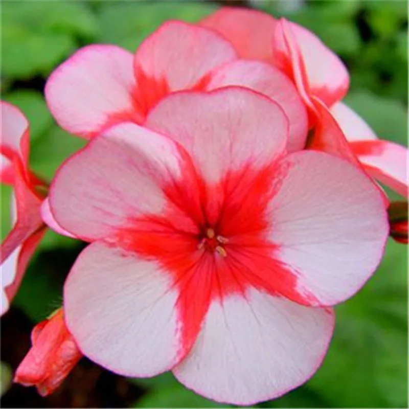 Geranium \'Richard Hodgson\' Pelargonium5